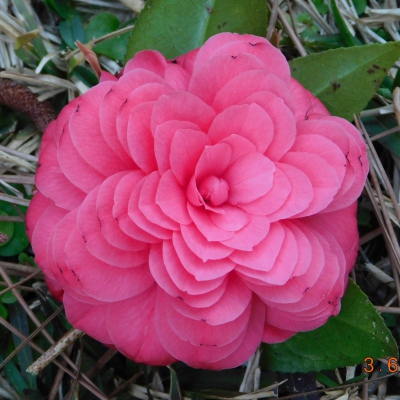 Brenda Buchan